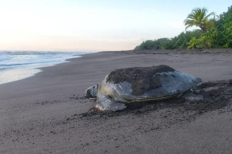 Turtle nesting